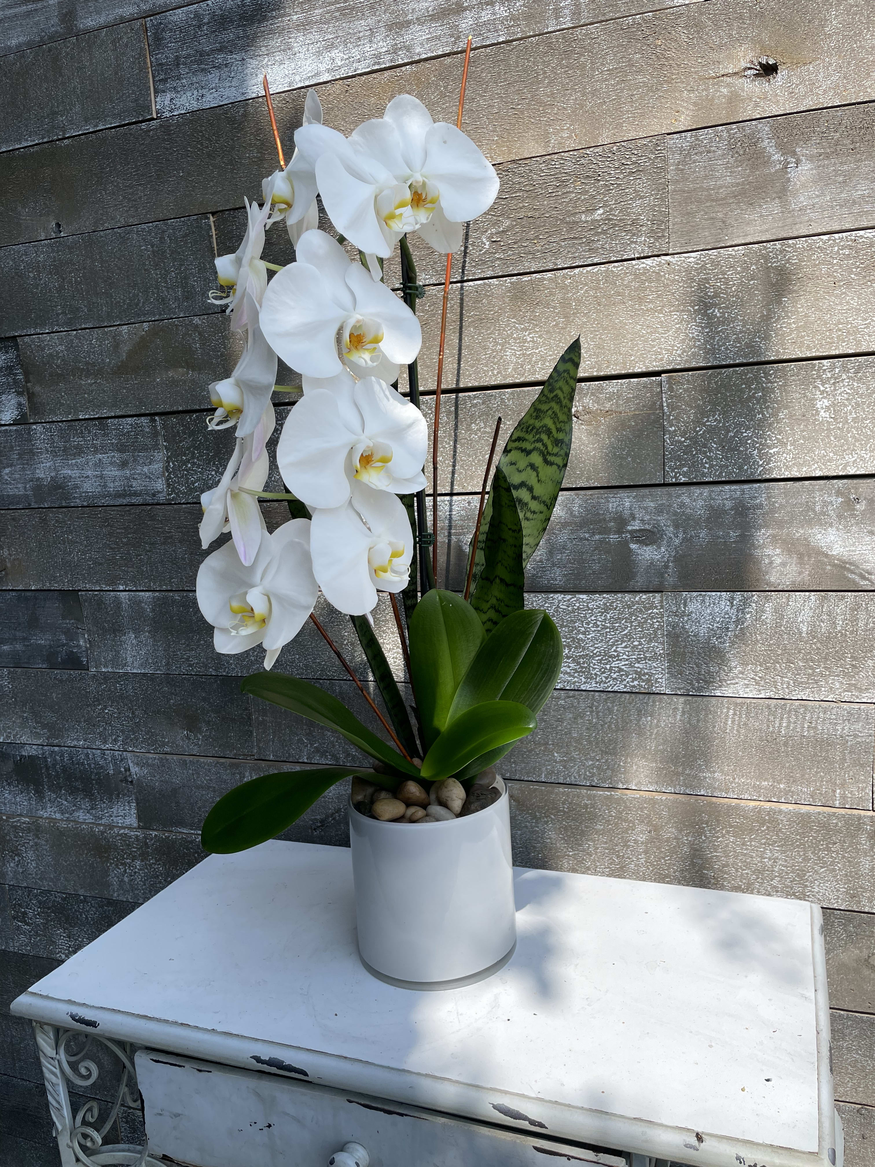 White orchid plant in a white pot with broad green leaves