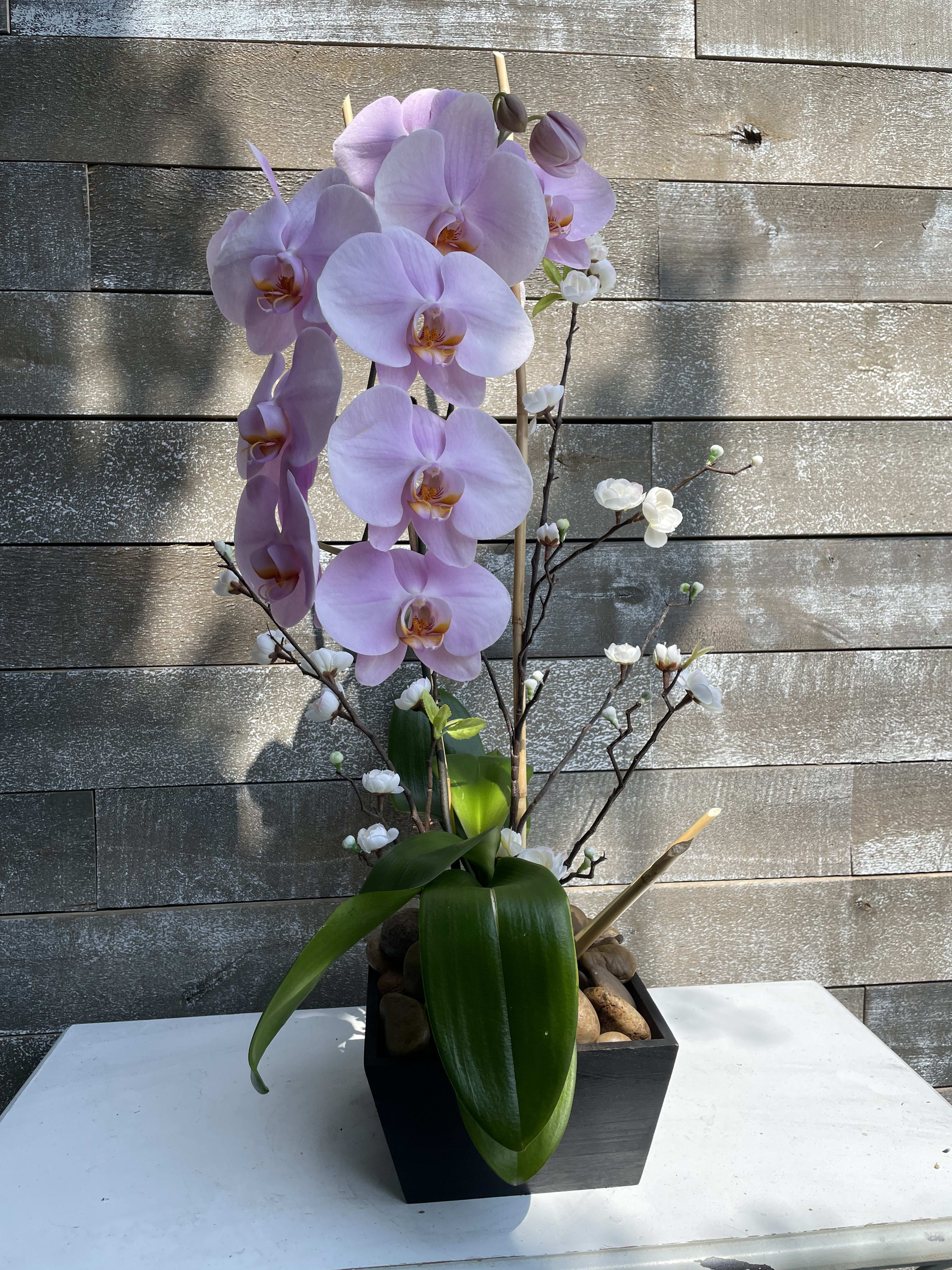 Pink orchid arrangement in a black square planter with decorative stones