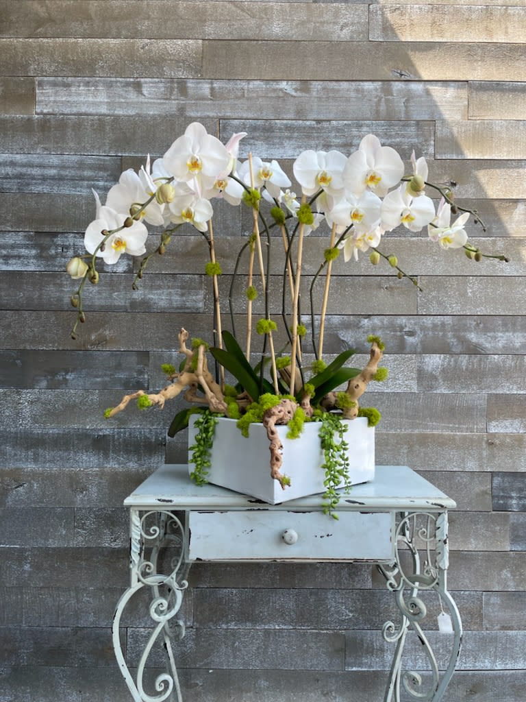 White orchids arranged in a square planter on a small table