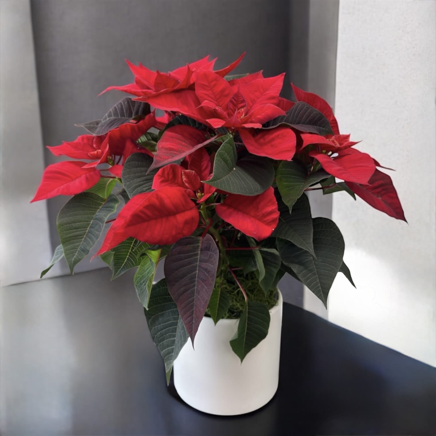 Red poinsettia plant in a white pot