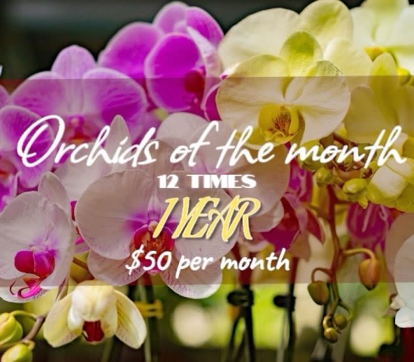 Colorful orchids with text advertising orchids of the month