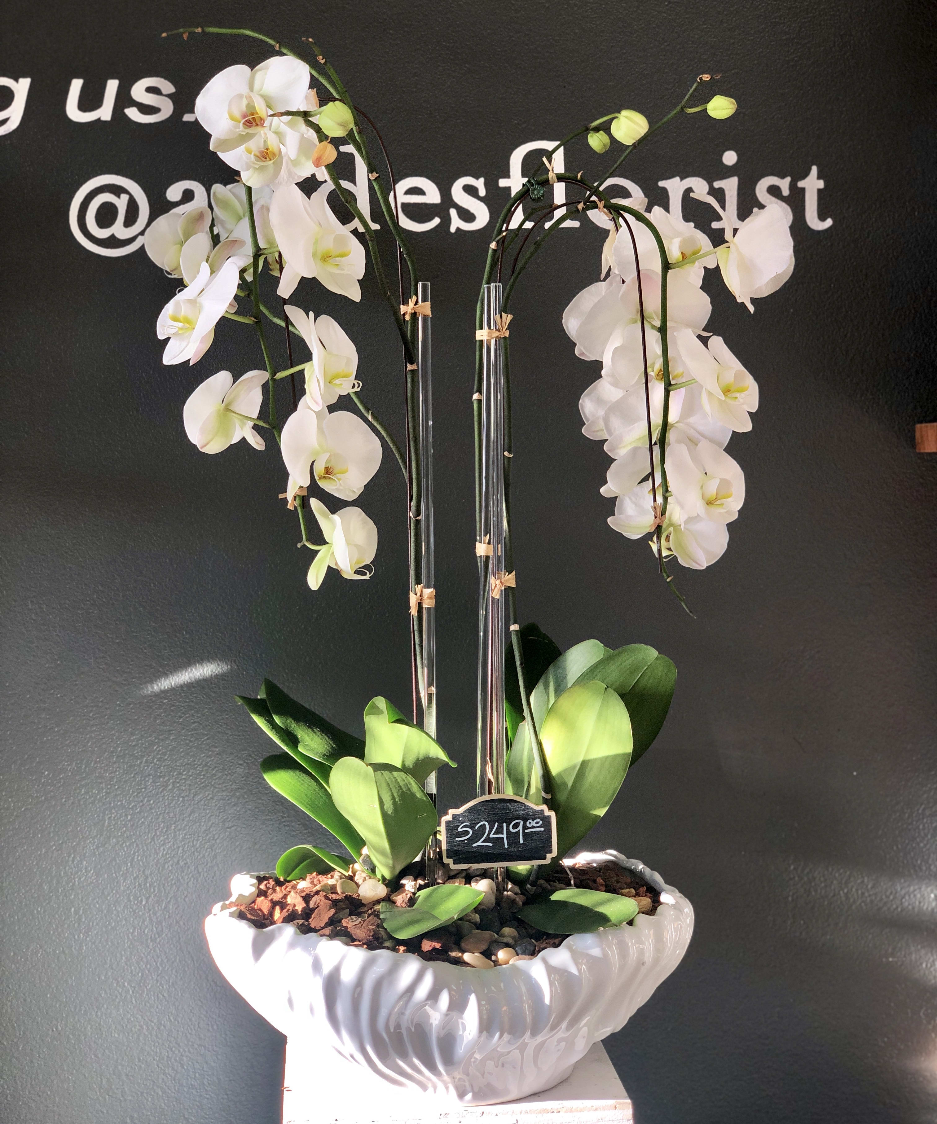 White orchids arranged in a tall ceramic planter with a price tag.