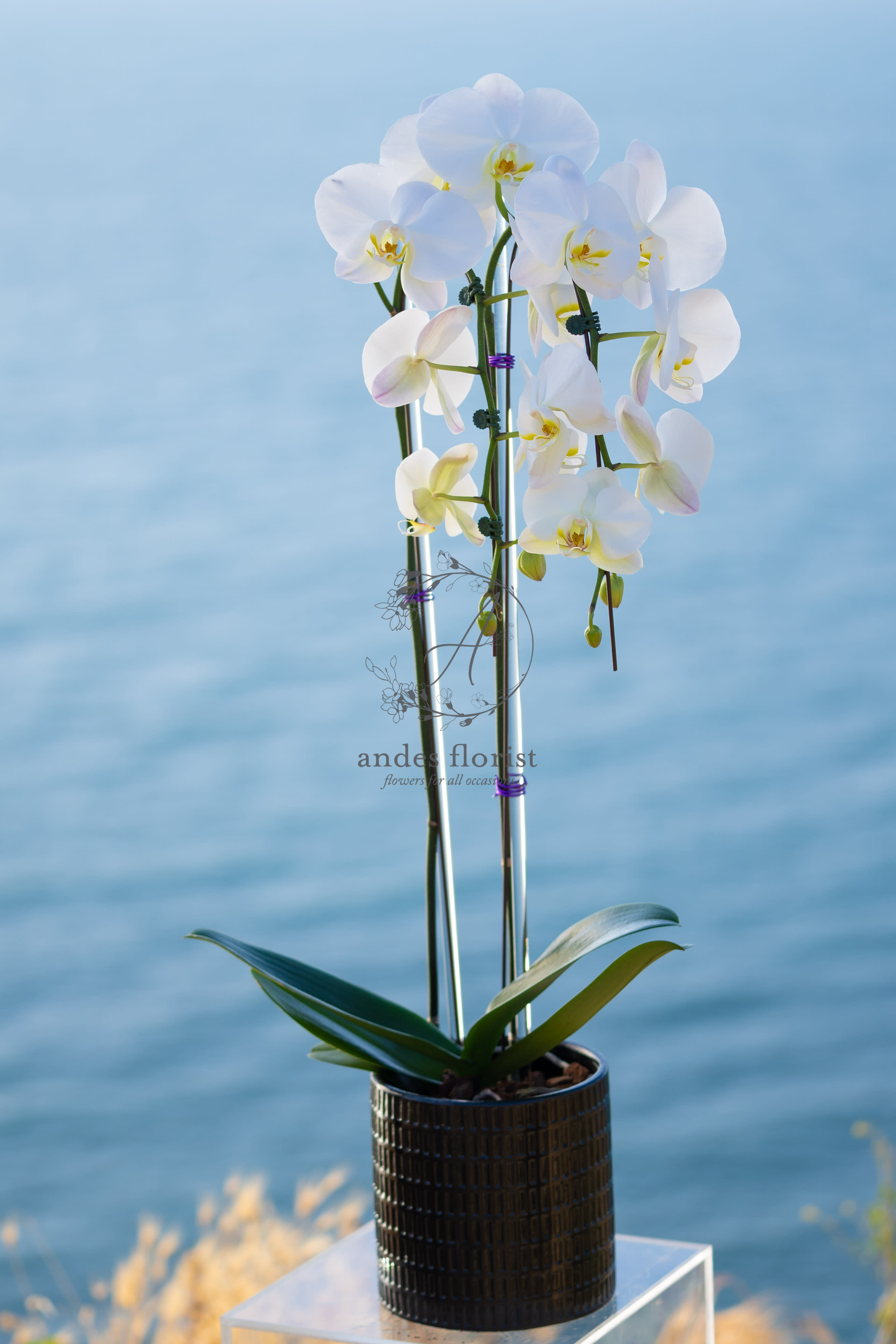 White orchid plant in a black ribbed pot