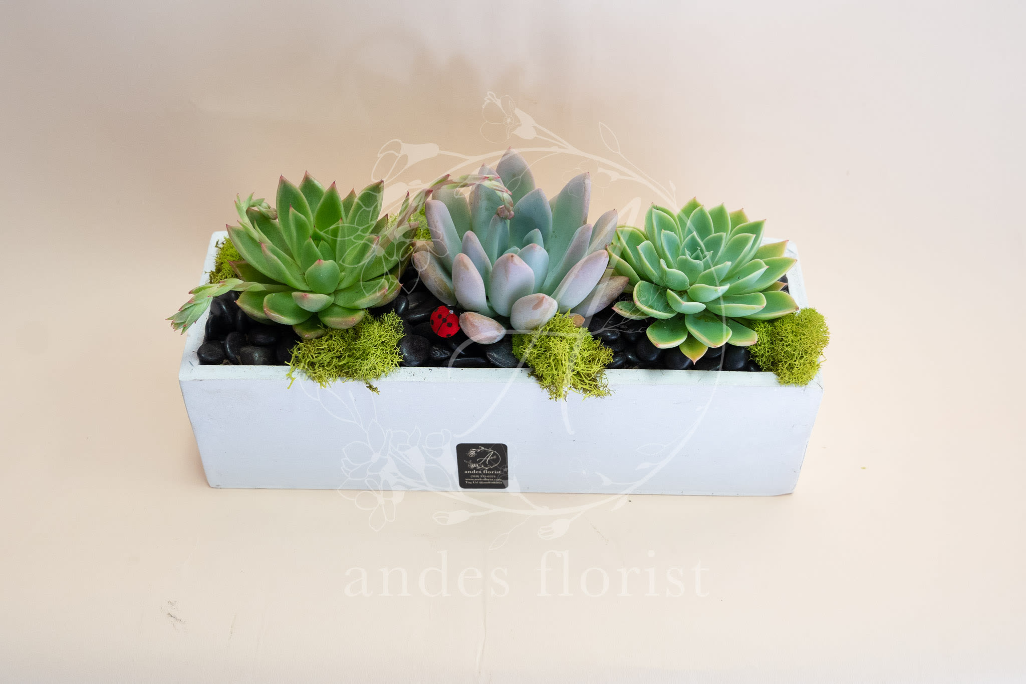 Three succulents arranged in a white rectangular planter