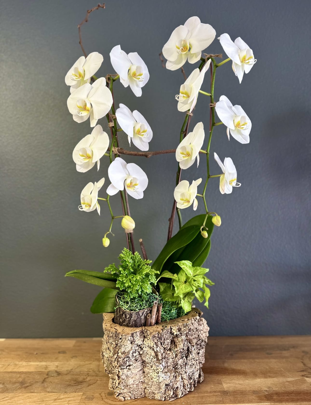 White orchids arranged in a bark-textured planter with green foliage