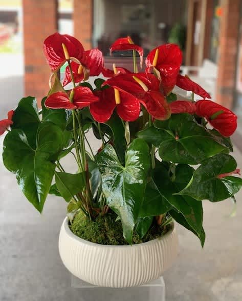 Red anthuriums in a white ribbed pot