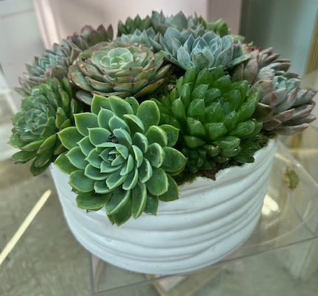 White bowl filled with assorted green succulents