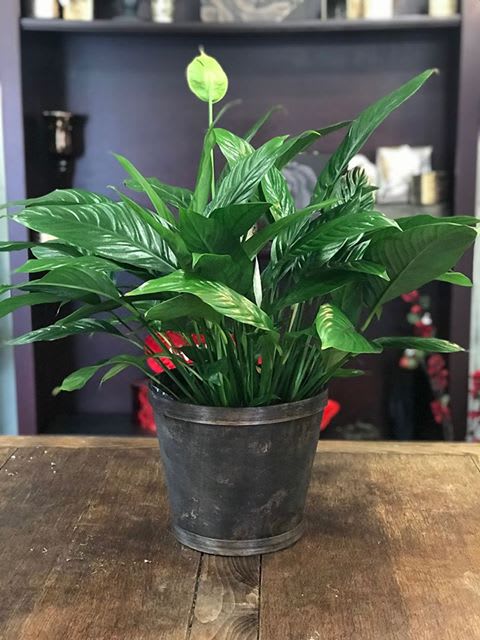 Potted peace lily plant with glossy green leaves and a pale bloom