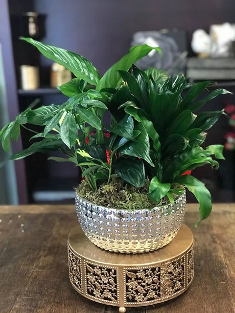 Potted green houseplant in a textured silver bowl on a decorative stand