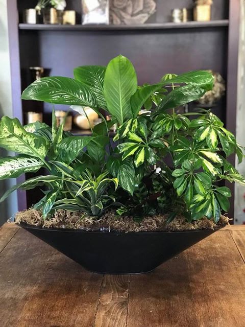 Mixed green houseplants in a black bowl planter on a table