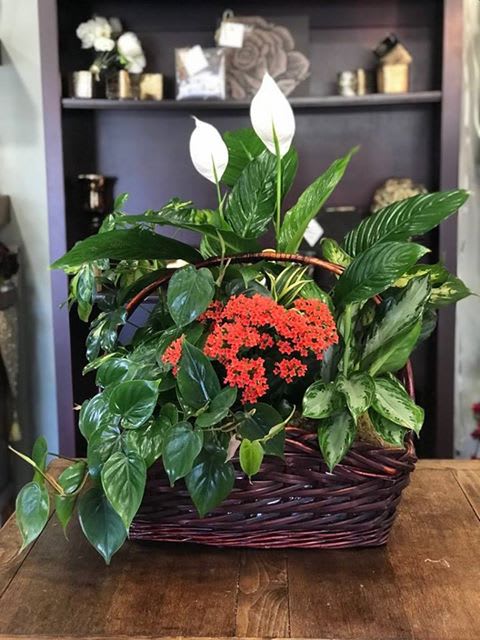 Basket arrangement with white peace lilies, red flowers, and lush green plants
