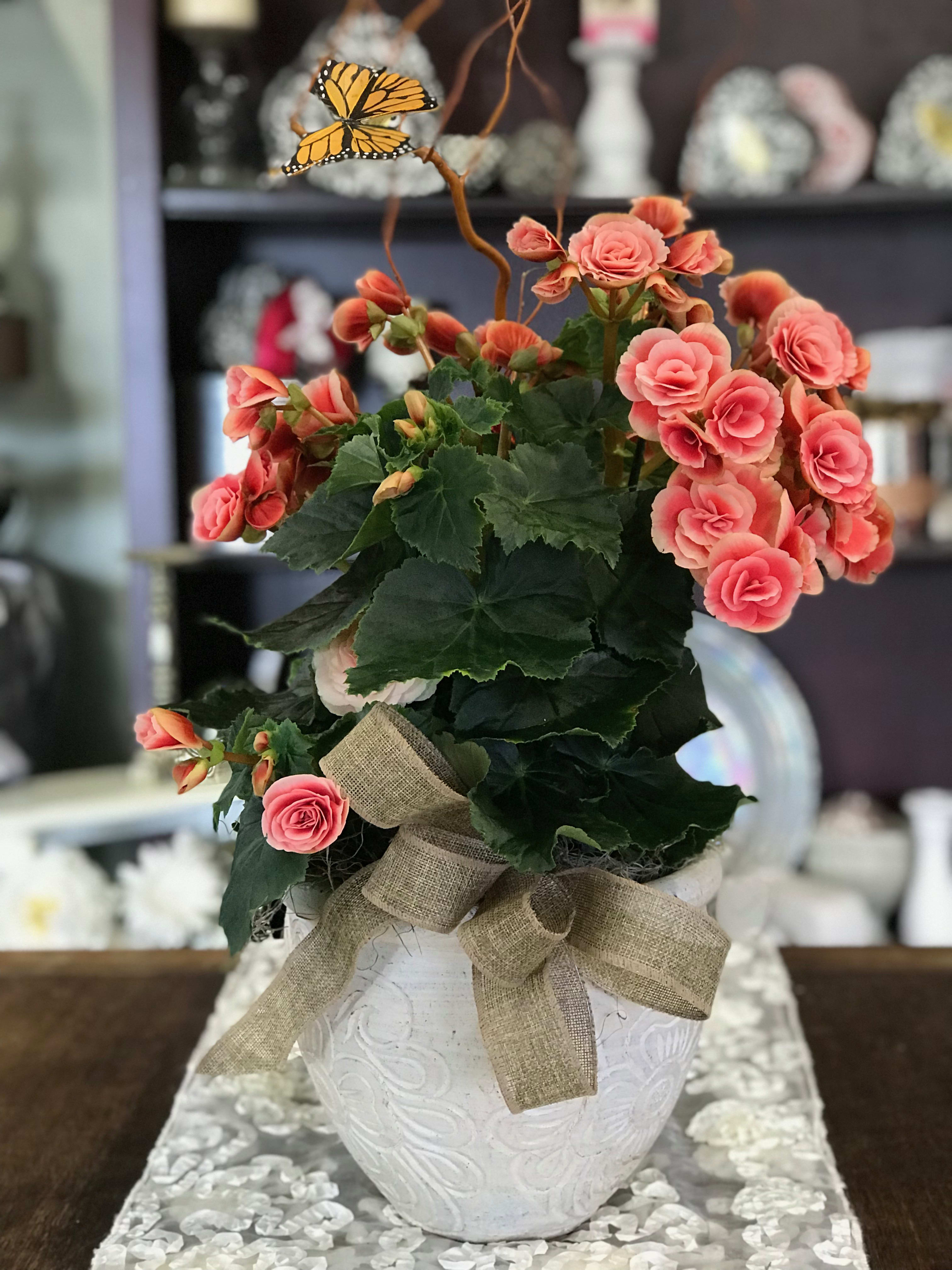Pink flowering plant in a white decorative pot with a burlap bow