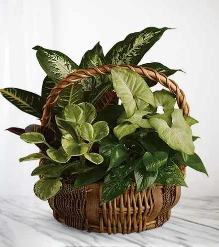 Basket of assorted green houseplants with a woven handle