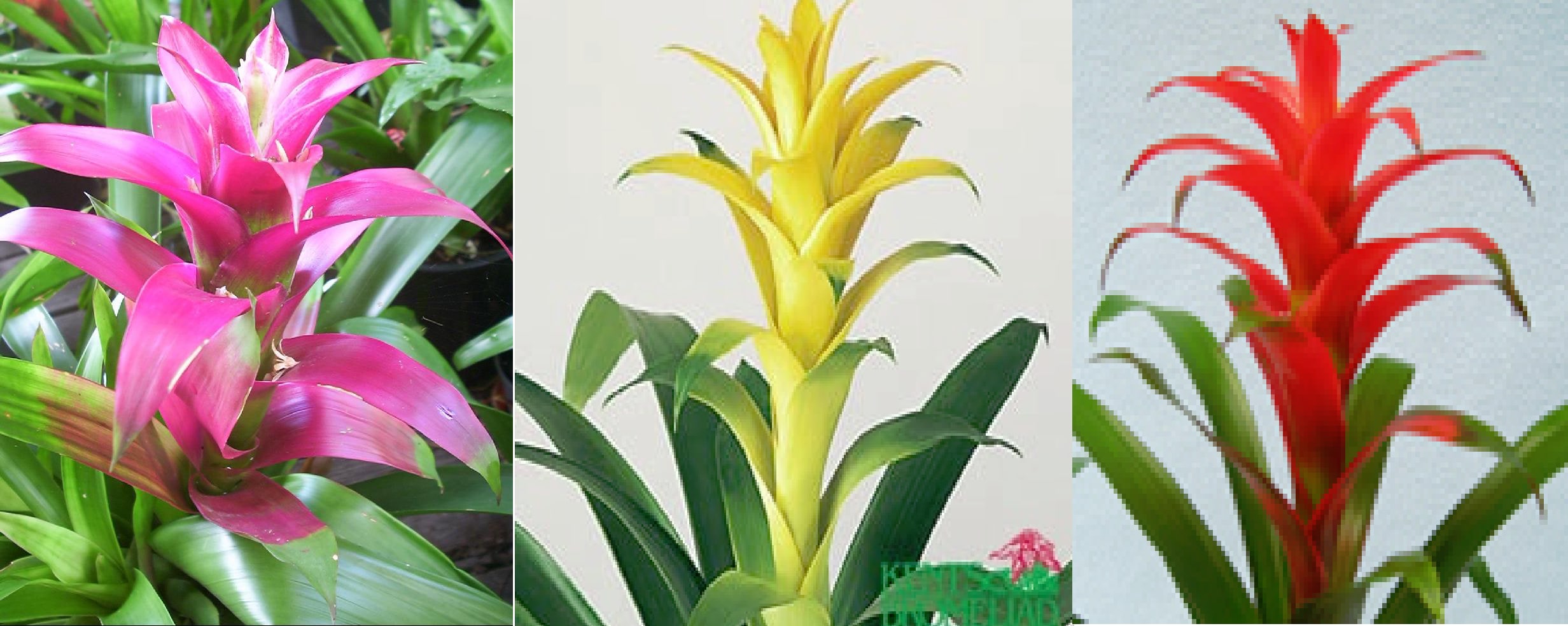 Guzmania Bromeliads - This is a super easy care plant, native to South Florida.   If properly taken care of, these bromeliads should stay flowering for 2-3 months; then, the mother plant will shoot out baby plants that will grow in a year's time to a full sized plant of their own.   Size: 18-20"H x 18-20"W.   Your choice of color (l-r): luna (fuschia), marjean (yellow) or rana (fire engine red).   Please be sure to advise us of your color preference.   