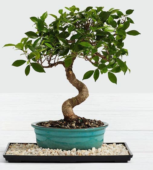 Potted bonsai tree with a twisted trunk in a teal planter