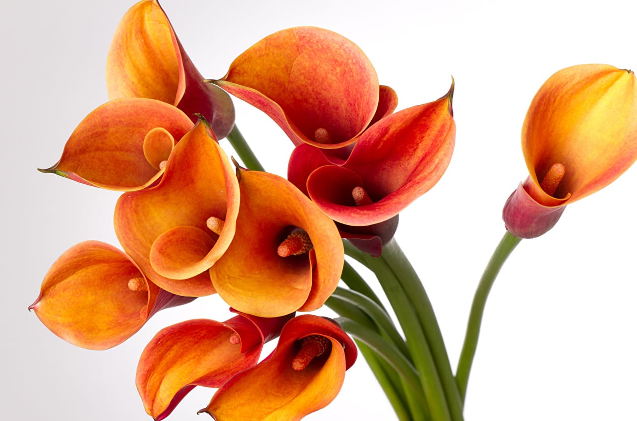 Orange and red calla lilies on long stems against a white background