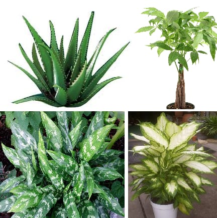 Table Top Plant in a Basket - When you need a green plant that will sit comfortably on top of a table, a window sill, an office desk or the kitchen counter.  Possible suggestions include (clockwise from top left: Aloe Verde, Money Tree Pachera, Dieffenbachia and Aglaonema.   Other not pictured possibilities include bonsais, lucky bamboo, peace lilies, ivy, pothos, philodendron, etc; call us for availability and pricing.
