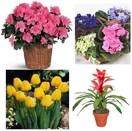 Collage of potted flowers including pink blooms and yellow tulips