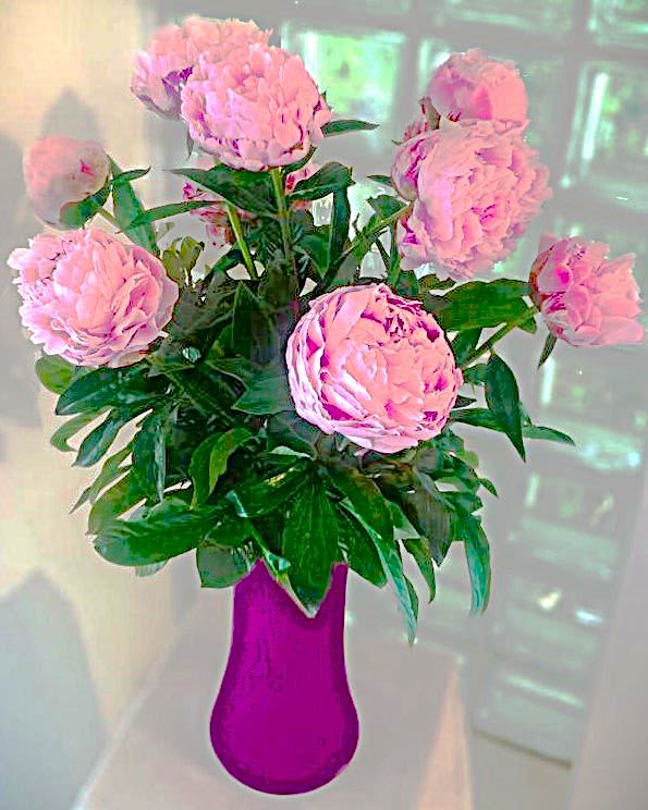 Pink Peonies - When they think of pink flowers, they think of peonies. Deliciously fragrant, they start as a small ball (think the size of a golf ball) and open up to become a big ball (think the size of softballs or grapefruits). Peonies also come in white and hot pink.   IMPORTANT AVAILABILITY NOTE:  Peonies are usually off season August through October though we sometimes can locate them for Rosh Hashannah and other special occasions.   Please contact us at that time for availability. 