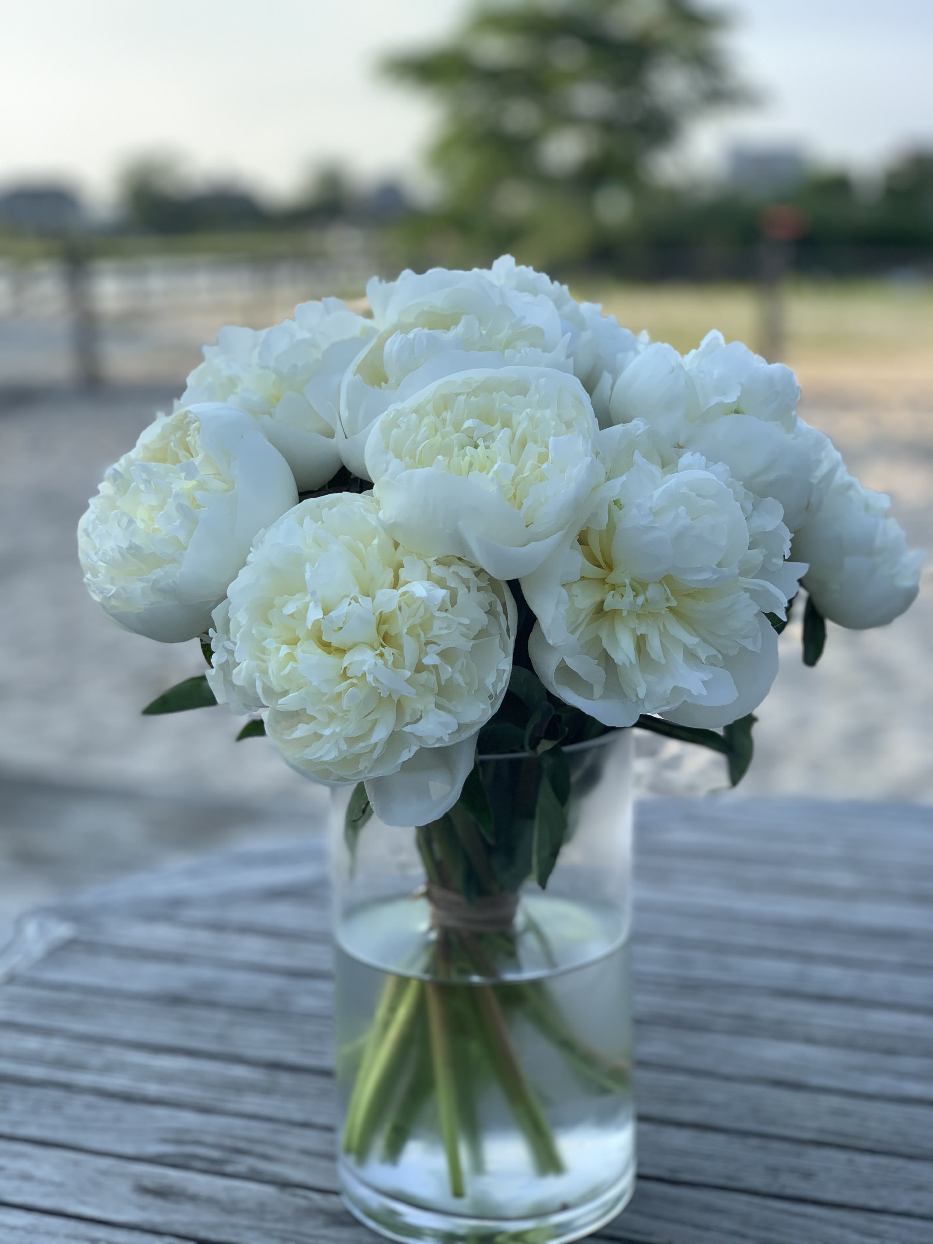 Peonies WHITE - JUST ARRIVED !!! Hampton Classic - Peonies White - Possibly the most beautiful and fragrant peony arrangement you will ever get ! - click on the different photos.  Beautiful White Peonies arranged elegantly in a classic glass cylinder and tied french style on the stems with raffia.  - Standing about 14-16 inches tall from the table and 9-12 inches wide