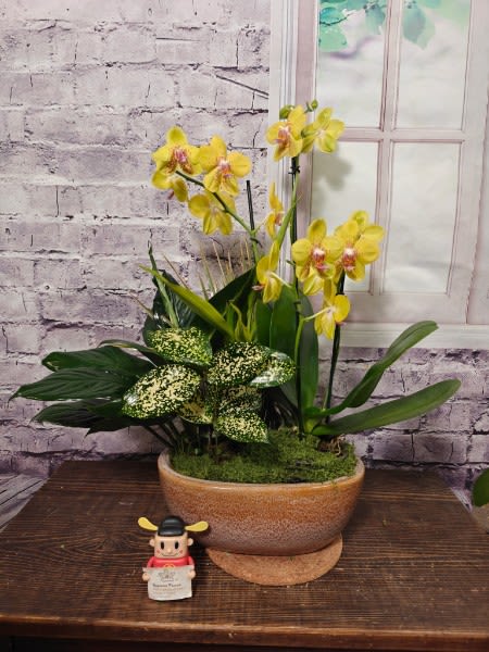 Graceful Orchid Dish Garden  - This large 10-inch dish garden filled with a delightful variety of green plants and beautiful blooms of vibrant Phalaenopsis orchids is sure to make any home or office even more pleasing.