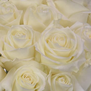 Roses in Colors!! (LET US KNOW WHAT COLOR in the Special Instructions box) - Red! White! Pink! Hot Pink! Yellow! Lavender! Orange! Bi-Colors! Roses come in a variety of colors, so send a dozen roses of their favorite color, beautifully arranged with various types of lush greenery and accent flowers. Vases and styles vary based on availability. Allow our talented Floral Designers create a one-of-a-kind Rose Arrangement for your recipient! PLEASE SPECIFY WHAT COLOR YOU WOULD LIKE IN THE SPECIAL INSTRUCTIONS BOX, OTHERWISE WE WILL CHOOSE your color ;)