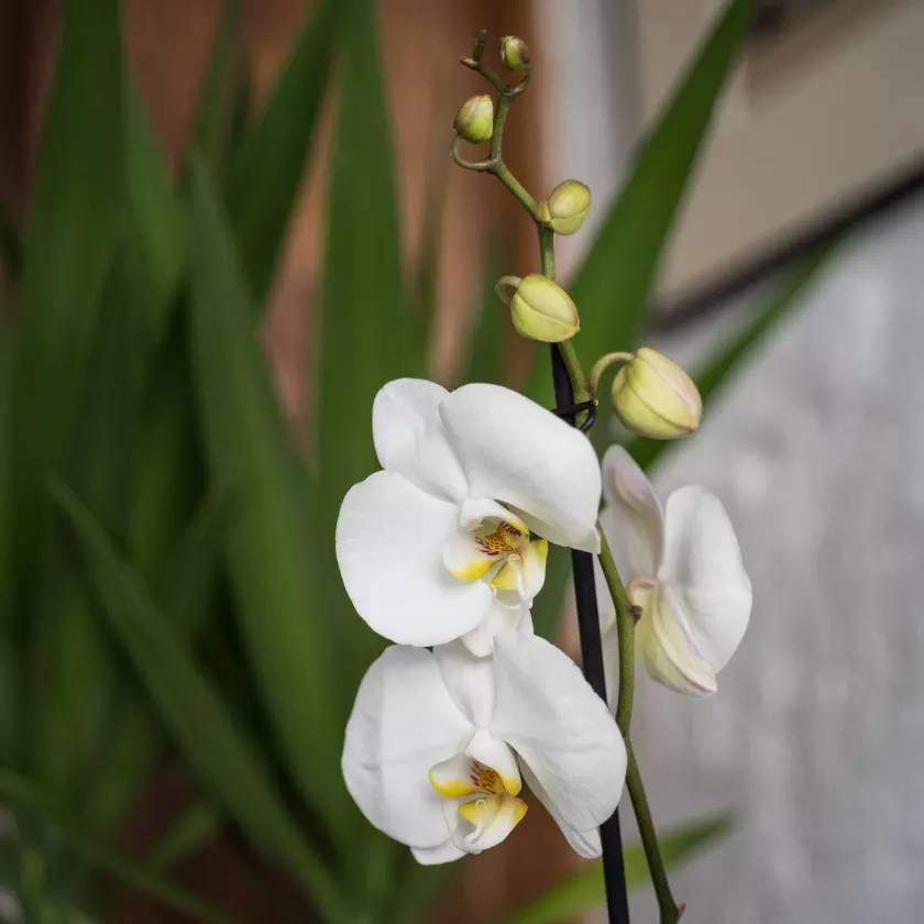 White orchid blooms with pale yellow buds on a stem