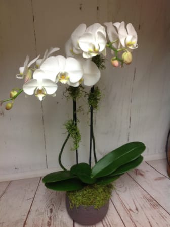 Potted white phalaenopsis orchid with arching blooms in a gray container.