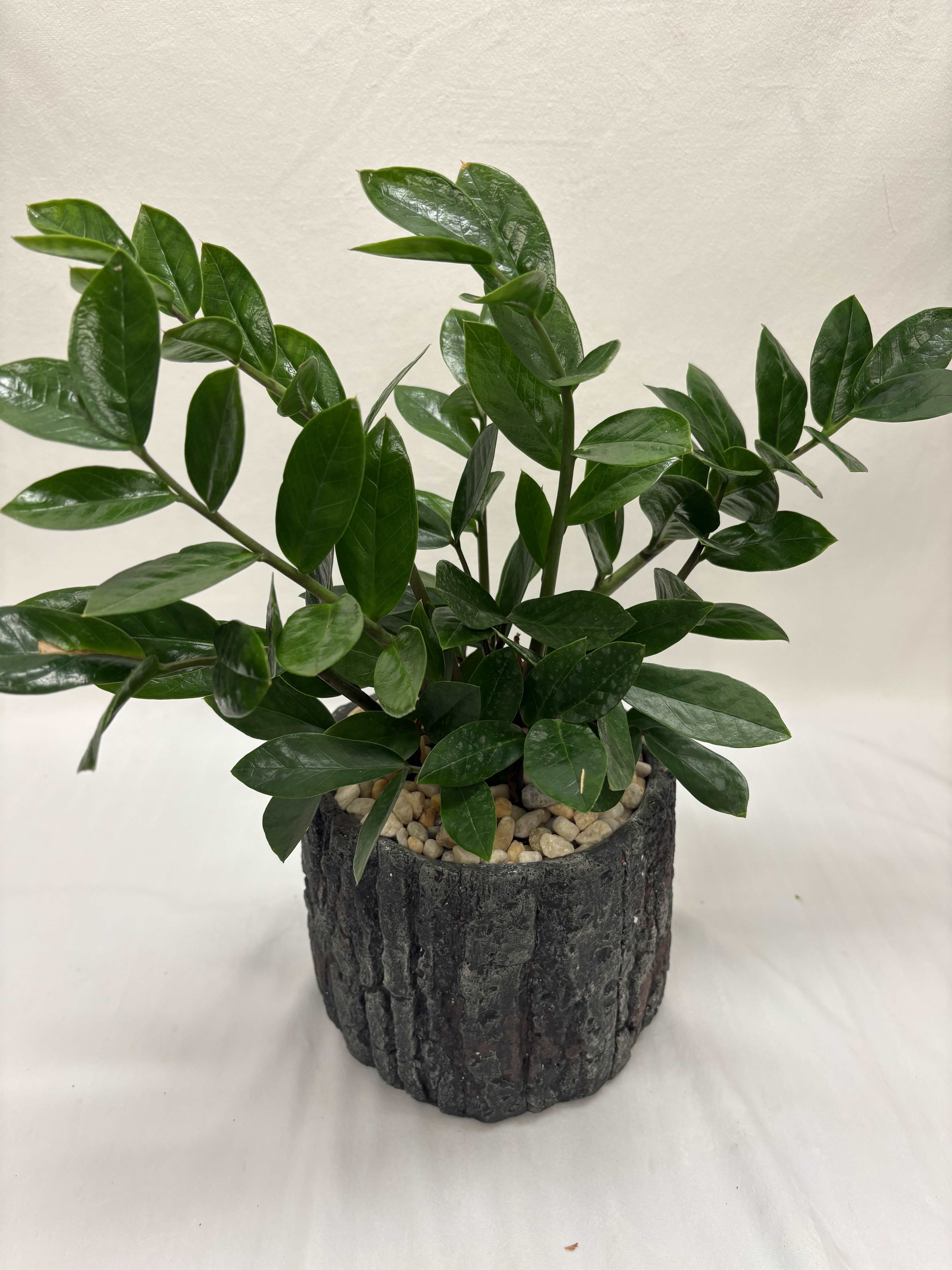 Potted green plant with glossy oval leaves in a dark textured container