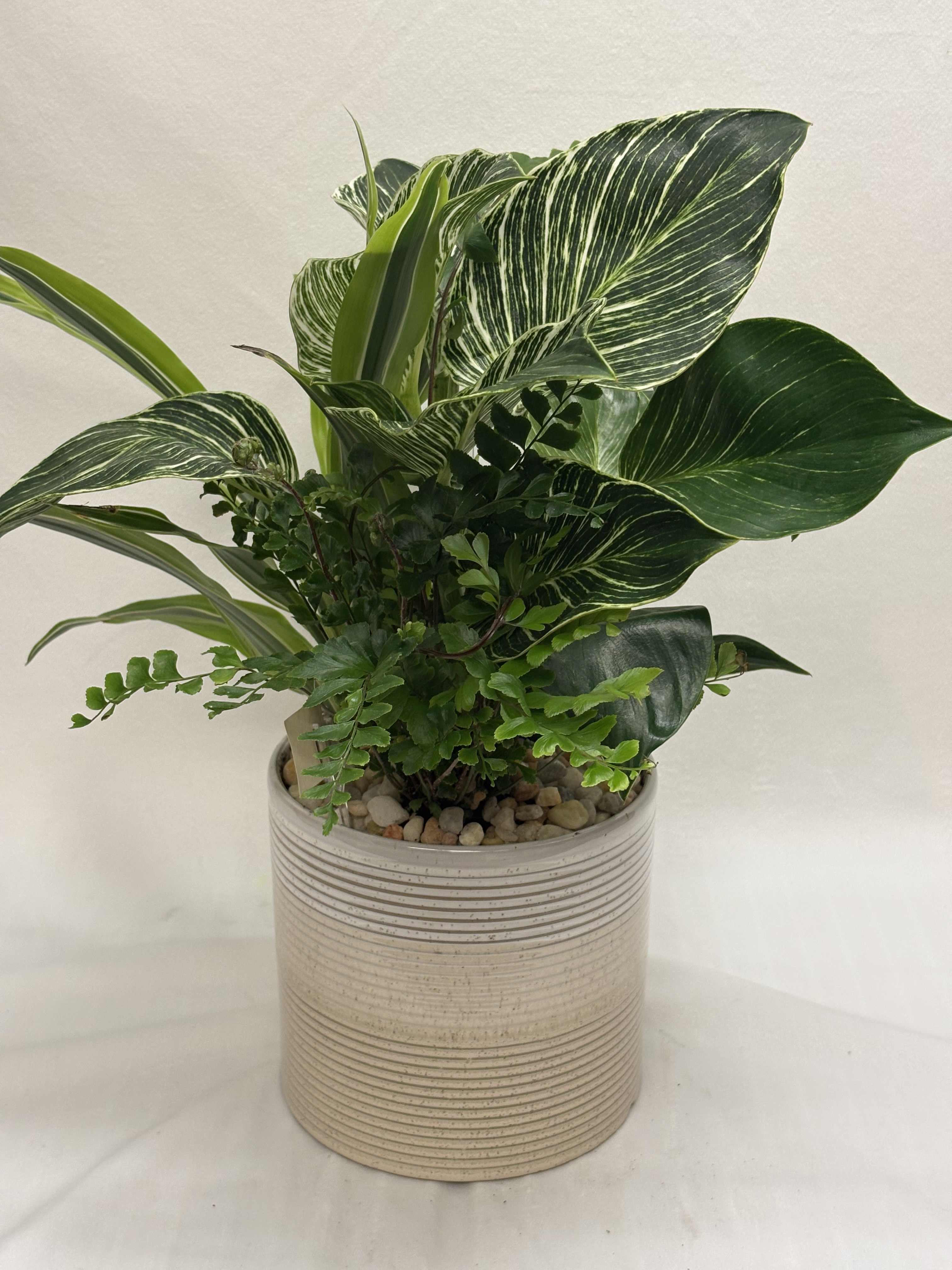 Potted green houseplant arrangement in a ribbed ceramic planter