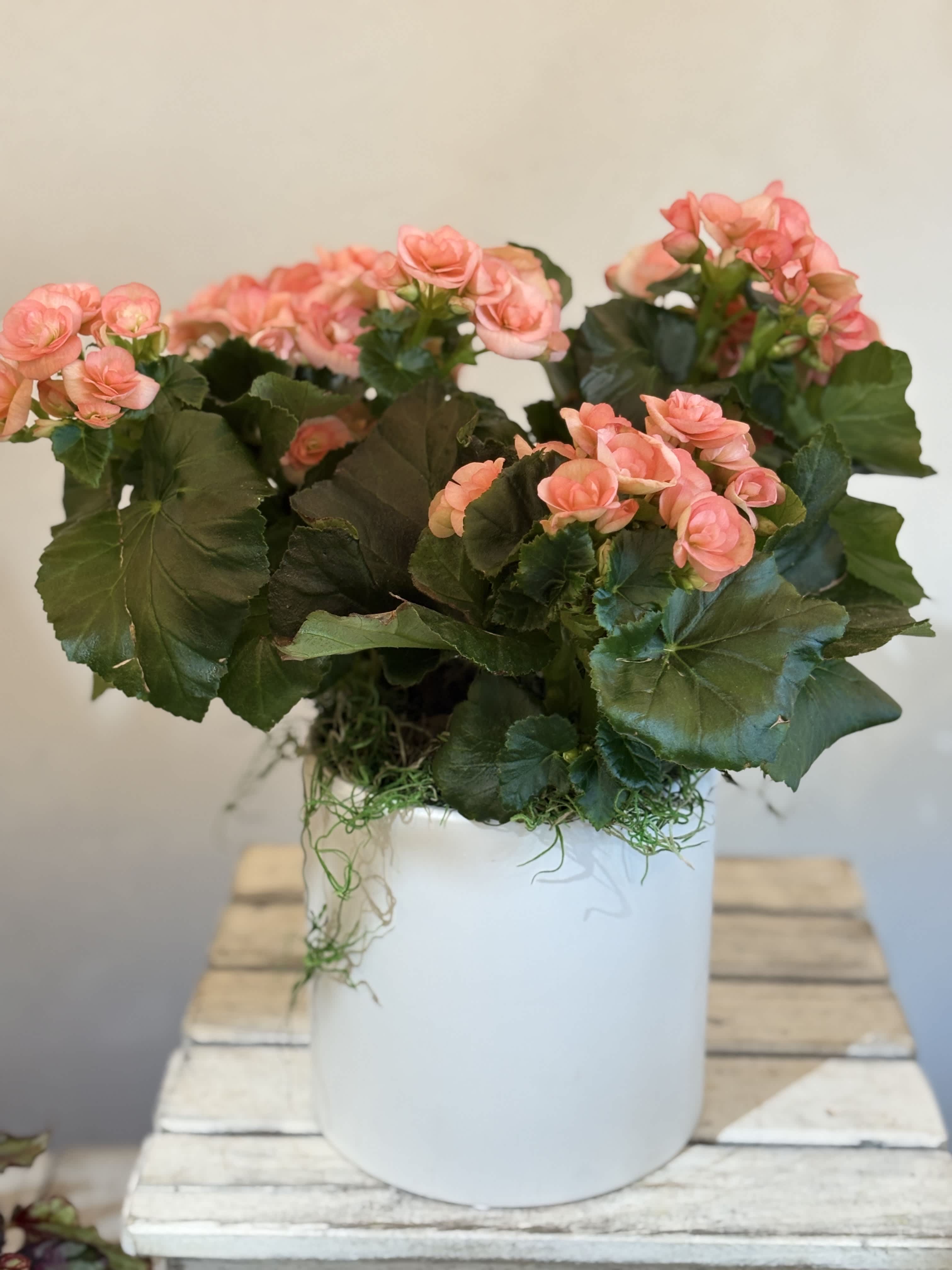 Potted pink flowering plant in a white container