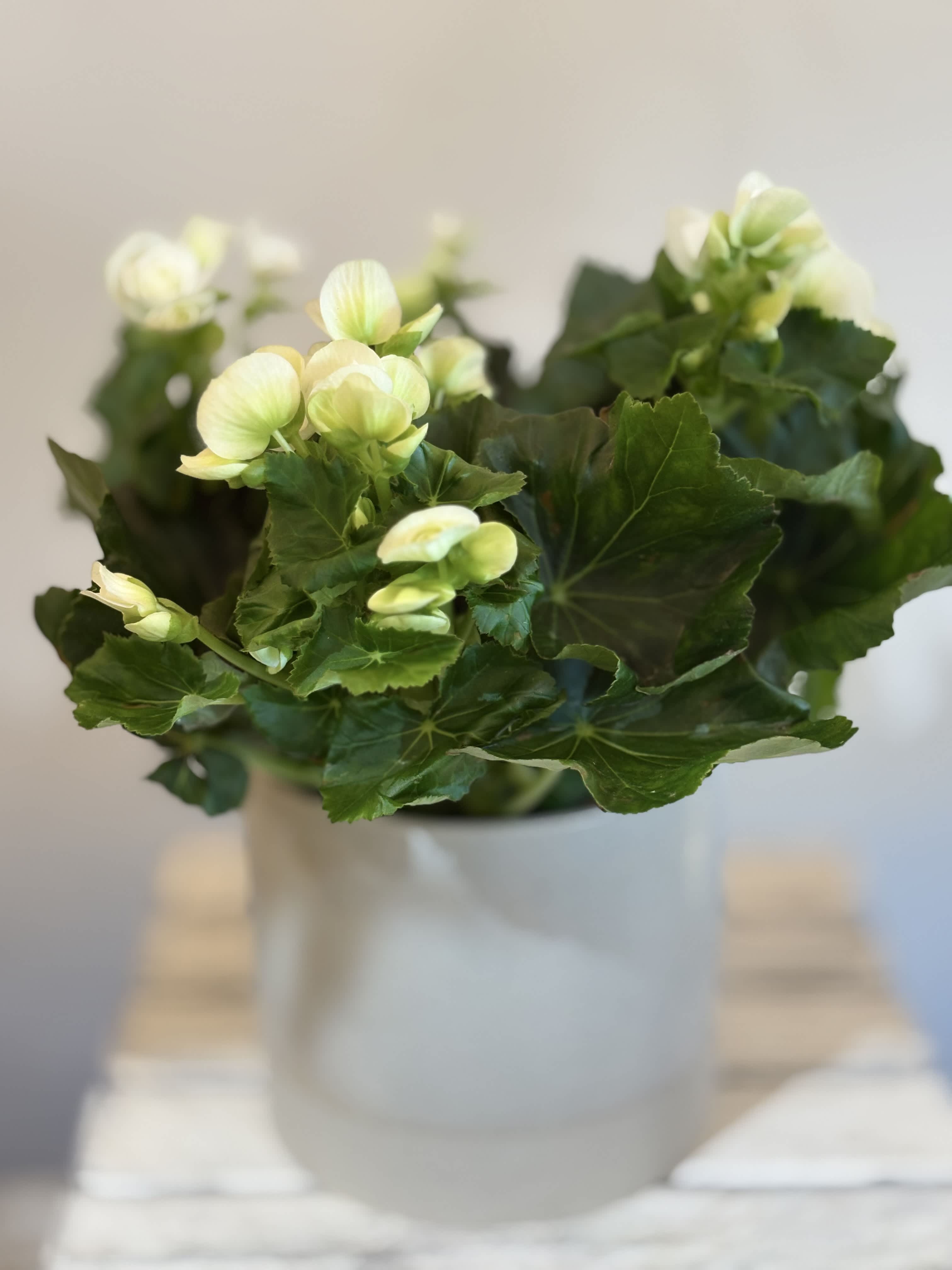 White flowers in a white vase with large dark green leaves