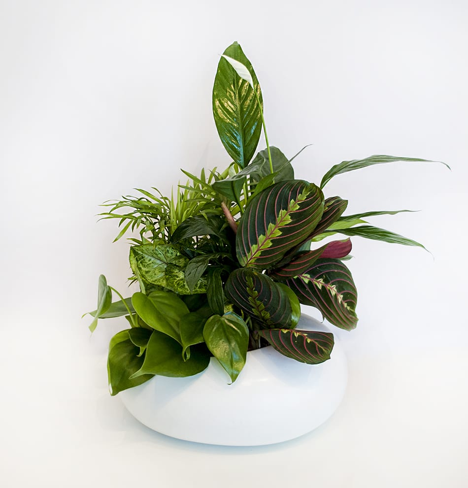 Lush green potted plant arrangement in a white bowl planter