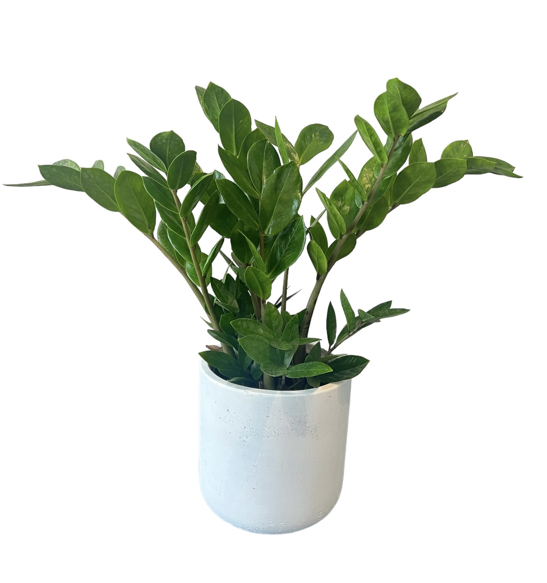 Potted green plant in a white ceramic container