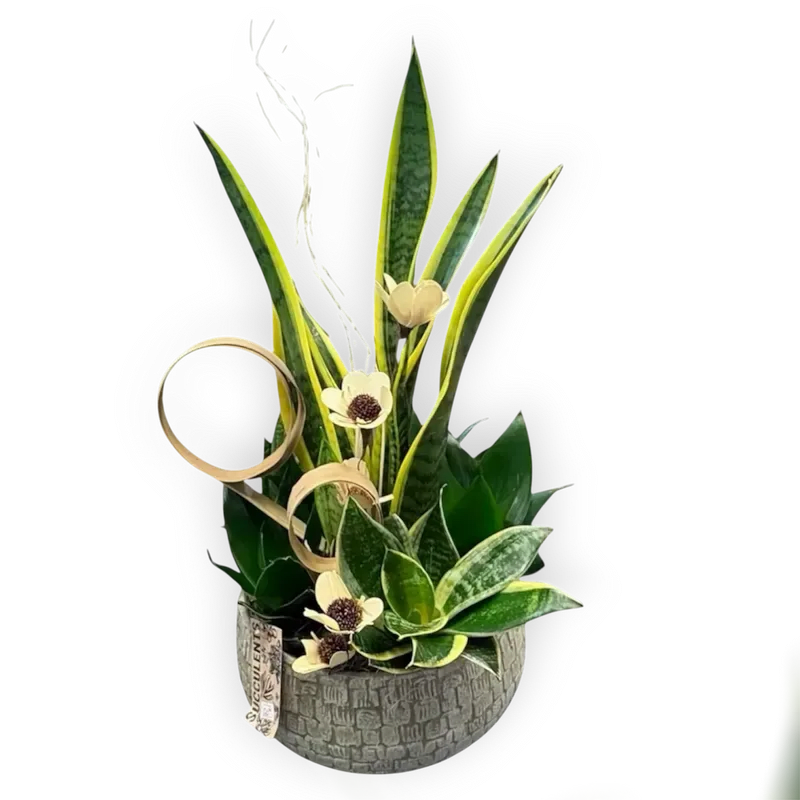 Ryan Sansevieria Bowl - Bold vertical snake plant leaves and a tight cluster of variegated succulents create a modern, low-maintenance statement piece perfect for a housewarming, thank-you gift, or just because. The upright form reads contemporary and confident, while small cream-colored flowers with dark centers tuck into the foliage to add a soft, unexpected contrast that makes the recipient feel noticed.  Placed in a textured gray ceramic pot, the arrangement pairs layered green rosettes and architectural leaves for pleasing height and compact footprint. A decorative looped wire and plant tag finish the design, giving it a polished, gift-ready look. Low watering needs and sturdy foliage mean it will brighten a desk, entry table, or shelf with minimal care-ideal for someone who appreciates green style without extra fuss.
