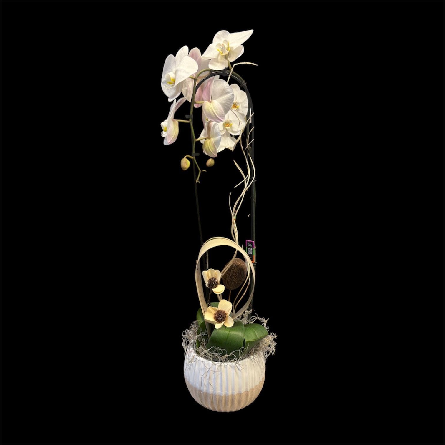 Cascading Luxury Orchid - White phalaenopsis orchids are trained into a graceful vertical silhouette that reads like quiet luxury - an ideal sympathy or funeral tribute that still works beautifully for an anniversary, housewarming, or a thoughtful "just because" gift. The cascading stems and soft white petals with pale yellow centers create a serene, uplifting presence that will make the person you're thinking of feel seen and comforted.  Set in a rounded ribbed ceramic pot, the arrangement is anchored by natural moss and decorative grass and finished with a looped twig frame that adds sculptural interest. A few small cream blooms punctuate the green foliage for subtle contrast; the overall palette of white, cream, and green keeps the piece elegant and modern. The compact base and tall, slender form make it well suited for tabletops, entry consoles, or a bedside - a long-lasting living gift that brings calm and refined style to any room.  Perfect for marking an anniversary, offering condolence, welcoming someone to a new home, or sending a gentle "thinking of you" message, this arrangement blends low-maintenance beauty with thoughtful presentation. Care is simple: keep the moss lightly moist and place the orchids in bright, indirect light to maintain blooms and foliage for weeks. Free delivery ensures a timely, respectful arrival for the moment that matters.
