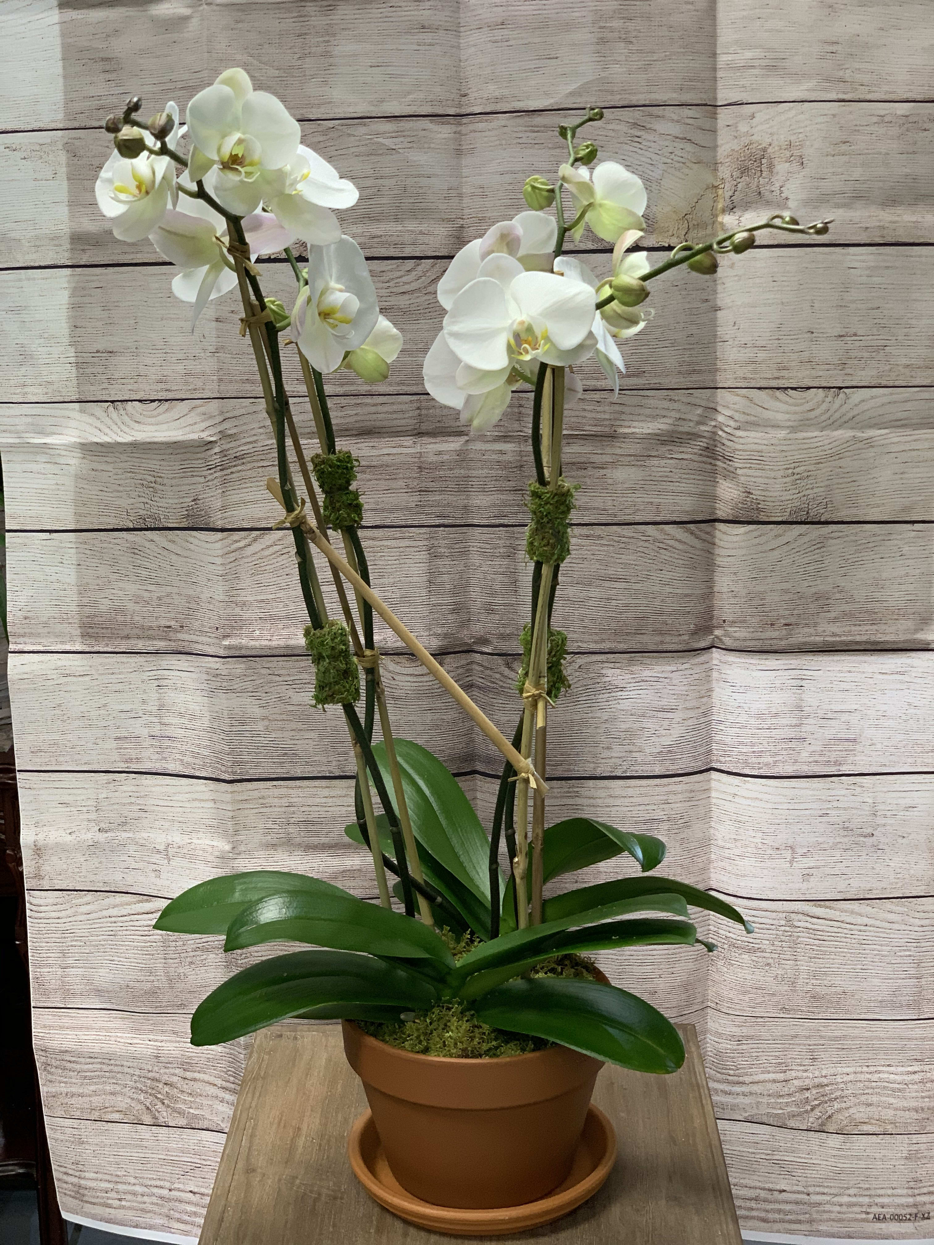 Potted white orchid plant with two tall flowering stems