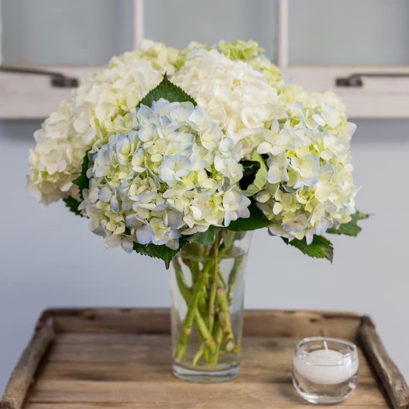 White and pale blue hydrangea bouquet in a clear glass vase