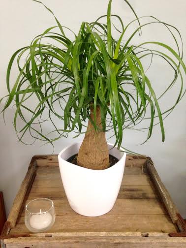 Potted ponytail palm in a white planter on a wooden tray