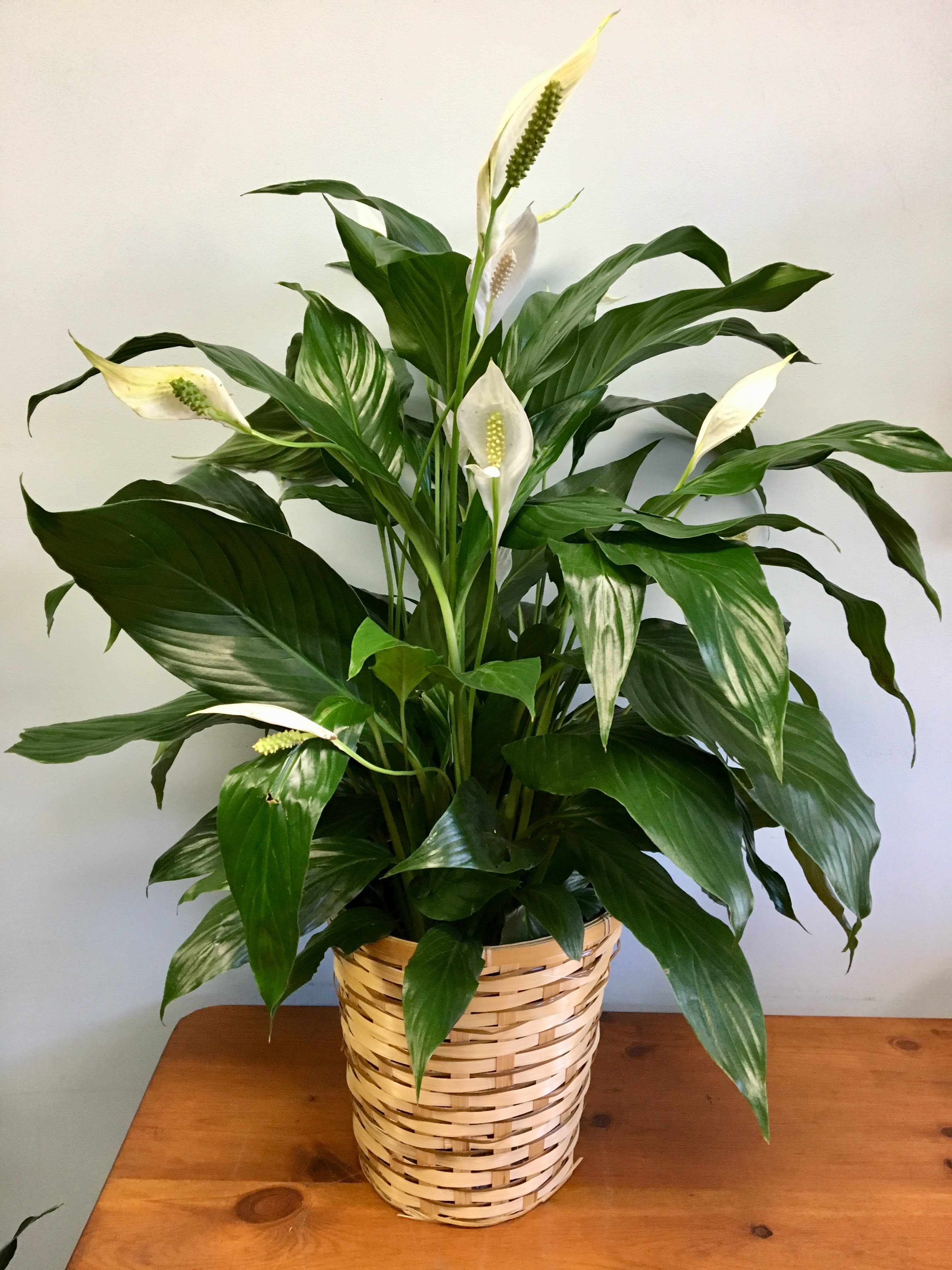Potted peace lily with white blooms in a woven basket