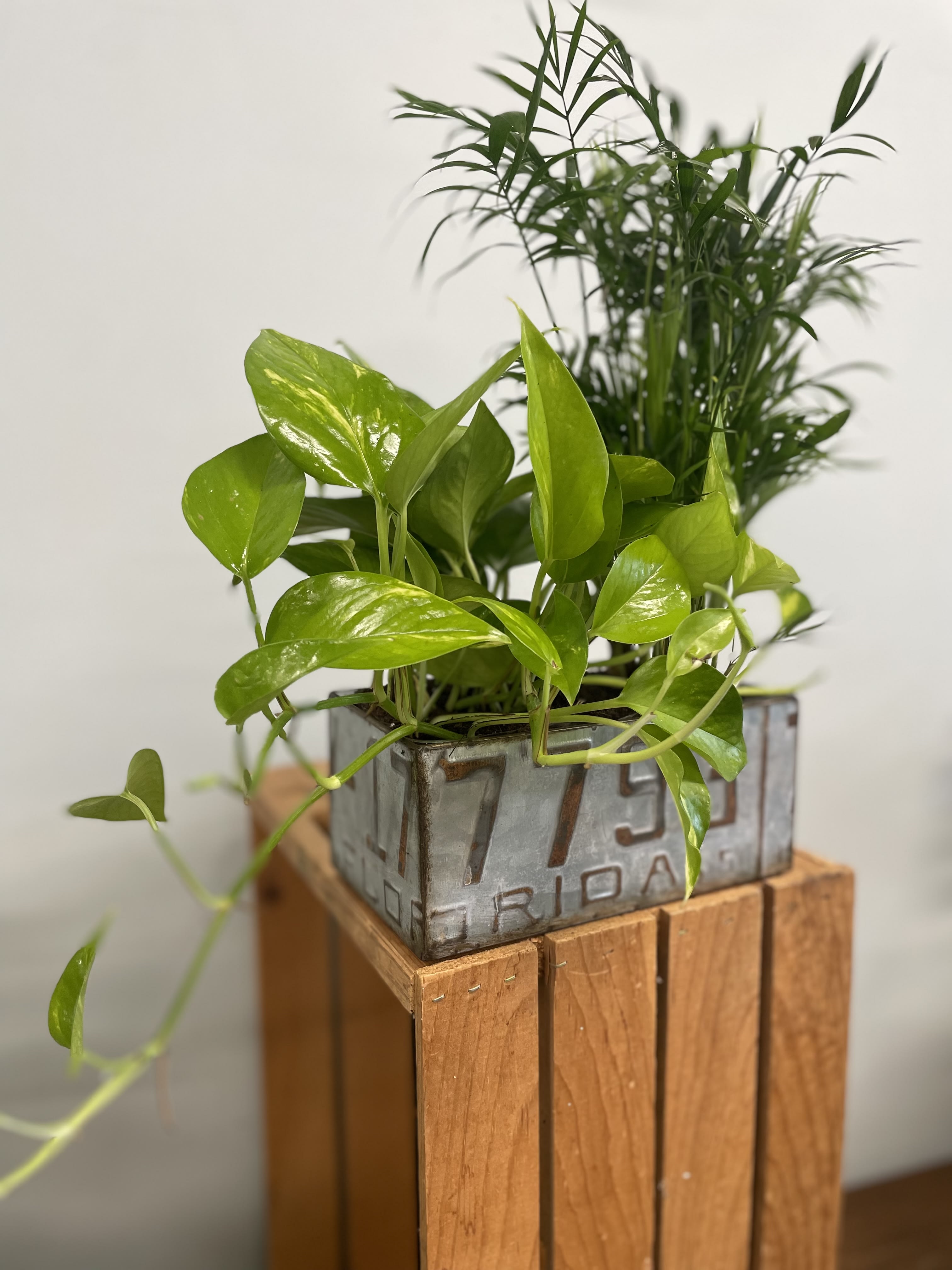 Potted green houseplants in a metal container on a wooden stand