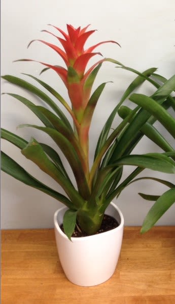 Potted bromeliad with a red-orange flower spike