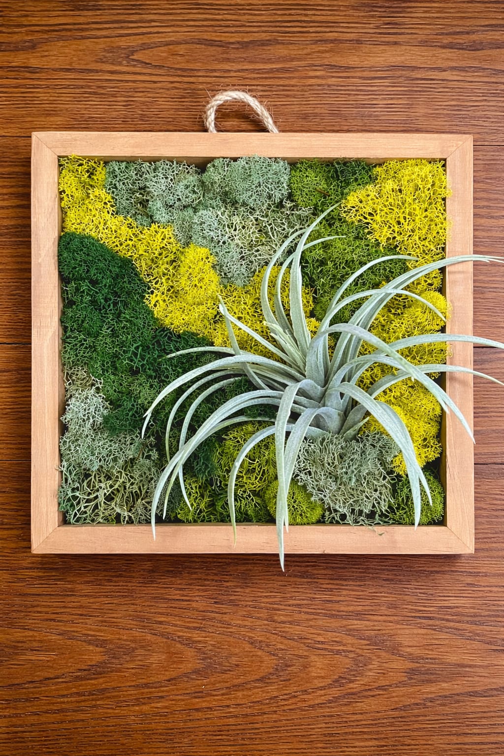 Framed moss wall with a small air plant attached