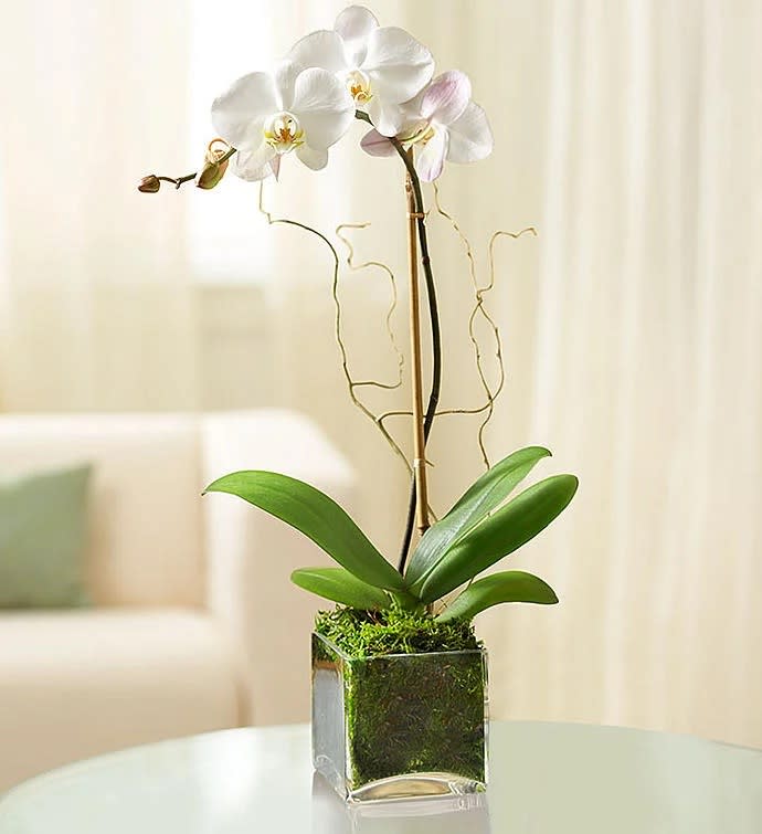 White Phalaenopsis Orchid in a Cube Vase - CUBE VASE WILL VARY Hard to say, but easy to love. That's the striking Phalaenopsis orchid. Its graceful beauty adds elegance to any setting, with vibrant green leaves that complement a long, delicate stem and wing-shaped blooms. Beautifully set by our select florists in a chic glass cube planter