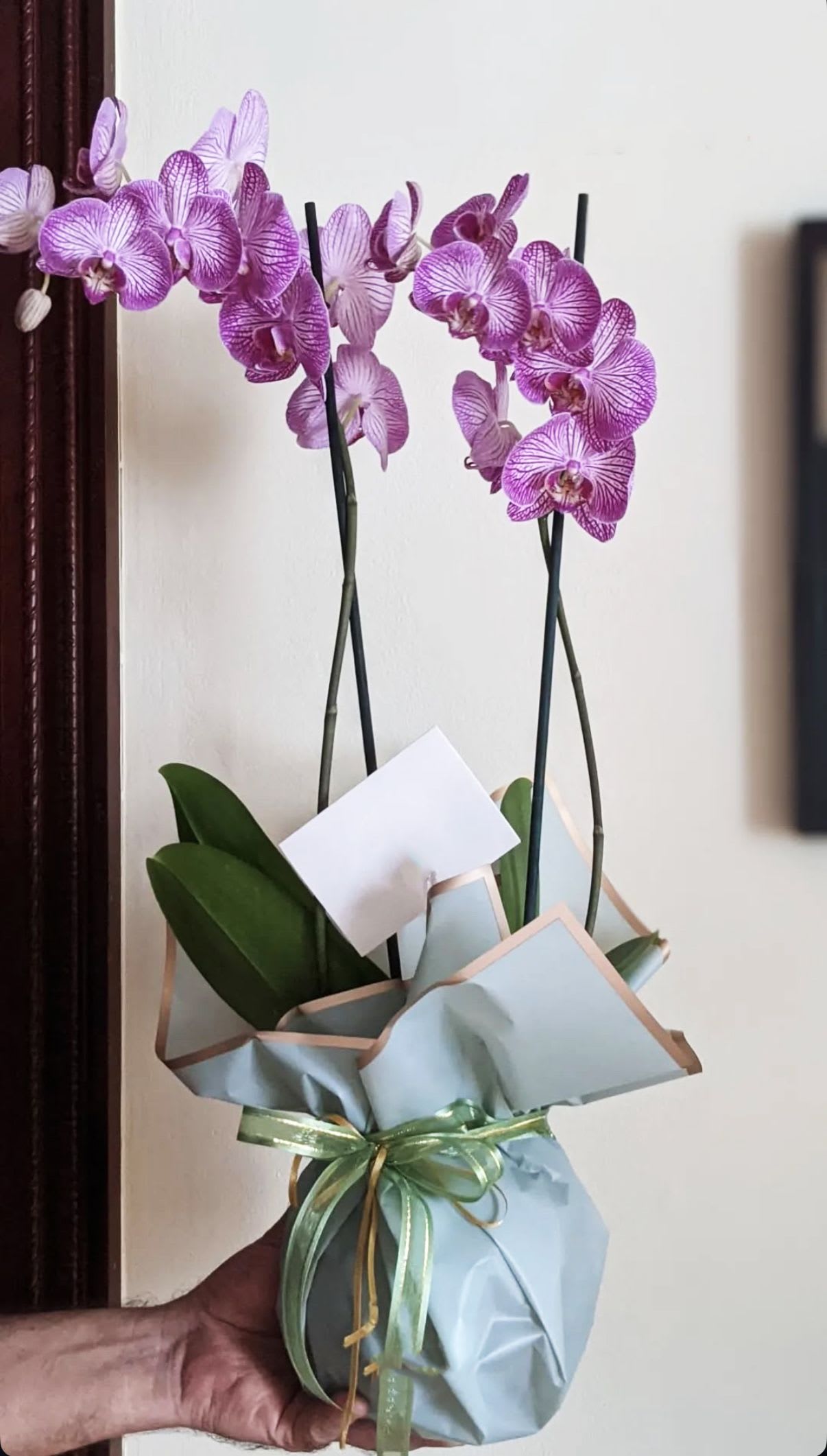 Purple or White Wrapped Orchid - The epitome of elegance, our Phalaenopsis orchid features two tall, graceful stems that cascade up to showcase multiple blooms in white or purple. Known for their magnificent beauty, these gorgeous plants can last up to six weeks with proper care. *** PAPER COLOR WILL VARY DEPENDING ON AVALIABILITY***  ** YOU CAN CHOOSE YOUR COLOR OF PAPER, AND WE WILL DO OUR BEST *** 
