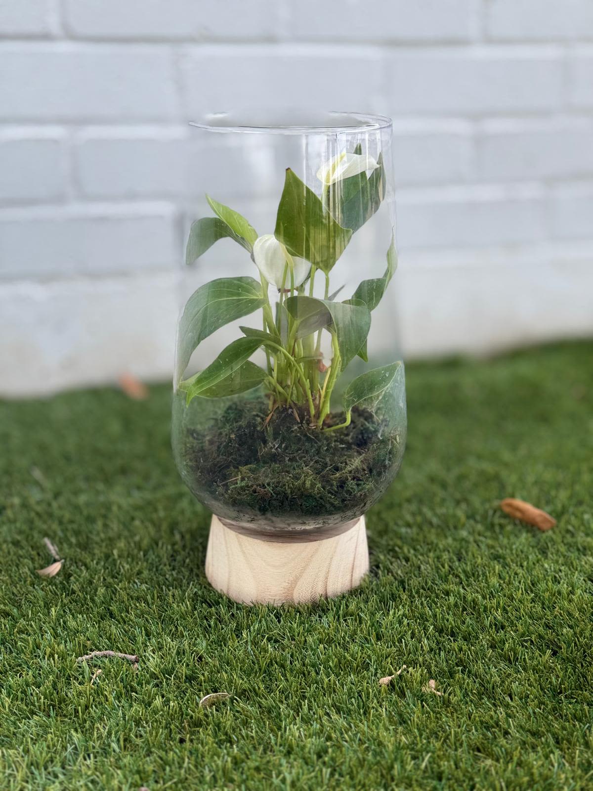 Small potted plant in a clear glass vase with moss
