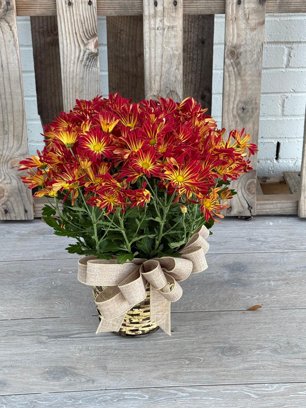 Autumn Sunset Mum Plant - Bring the warmth of fall into your home with our Autumn Sunset Mums. Bursting with fiery red and golden-yellow blooms, these chrysanthemums radiate autumn charm. Nestled in a handwoven basket and finished with a rustic burlap bow, this seasonal favorite makes the perfect gift for porches, entryways, or fall celebrations.  At Floral Concepts, we source only the highest-quality plants from trusted Texas growers and offer free same-day delivery across Houston and surrounding areas. #HoustonFlorist #FloralConcepts #FallFlowers #AutumnMums #HoustonPlants #SameDayDelivery #HoustonTX