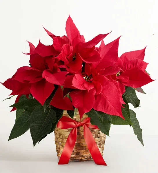 Classic Christmas Red Poinsettia Basket - Our Classic Christmas Red Poinsettia Basket is the holiday favorite Houston families look forward to every year. This lush, vibrant poinsettia arrives full and blooming, with bold red bracts and deep green foliage arranged in a woven holiday basket finished with a satin red bow. It instantly brightens any home, office, church, or holiday gathering.  Floral Concepts sources premium poinsettias from trusted Texas growers to ensure long-lasting color throughout the season. This plant makes the perfect Christmas gift, hostess present, or festive décor piece for mantles, entryways, and tabletops. Enjoy free same-day delivery across Houston and surrounding cities.