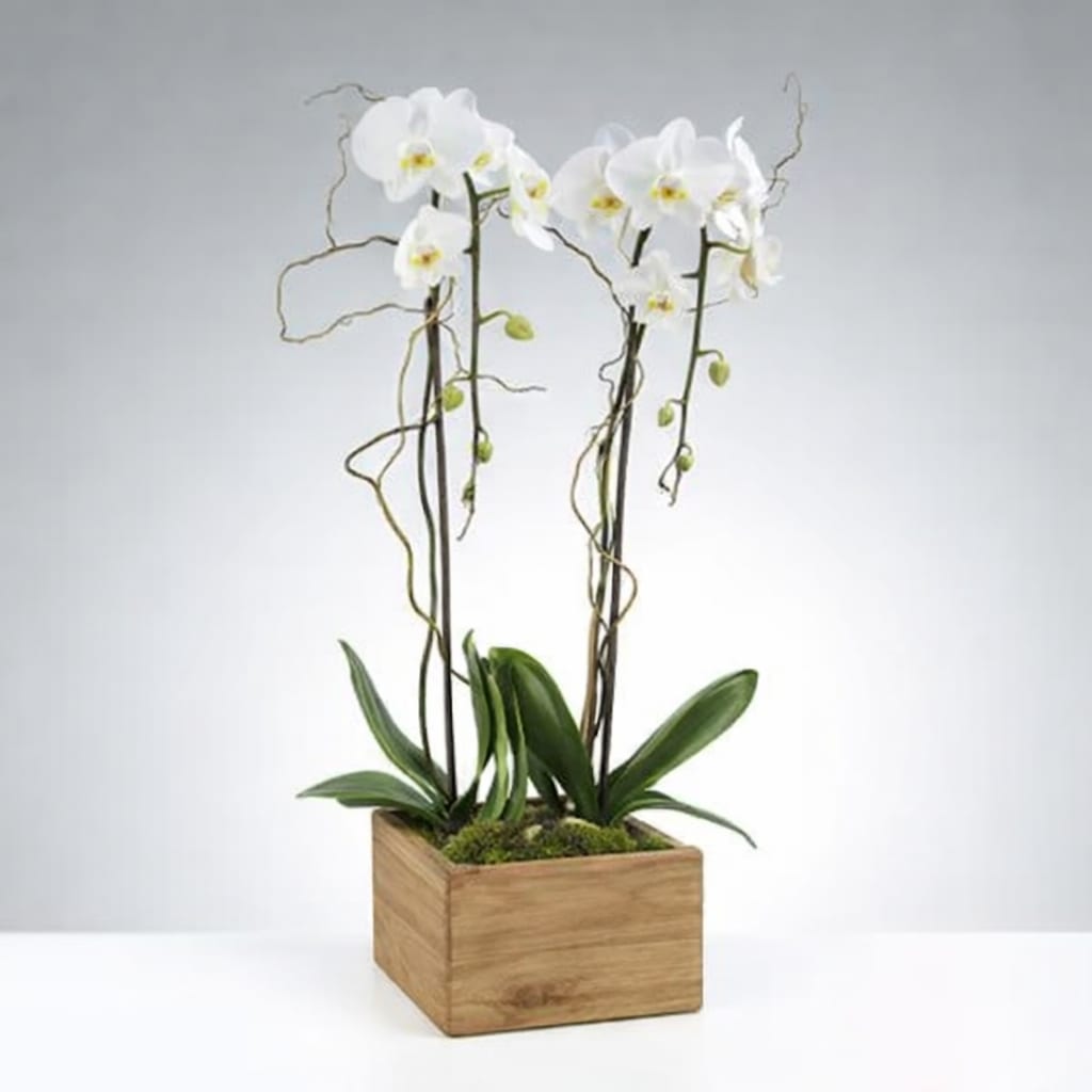 White orchids in a square wooden planter with moss