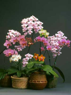 Special sale: Miniature orchid buds and blooms - This week only take advantage of our super orchid sale: a beautiful collection of double spike miniature orchid plant with plenty blooms and buds to open- color will vary upon availability